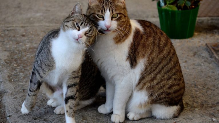 Кошки по размерам и весу обычно меньше котов