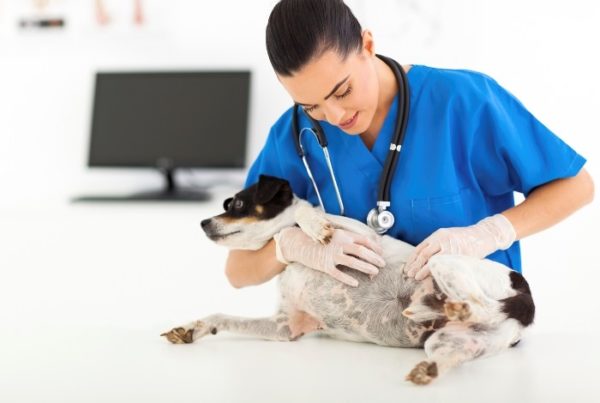 На основании полученных данных ветеринар назначает соответствующее лечение