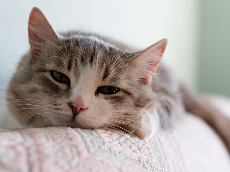 Гельминты вызывают у кошек потерю аппетита, вялость и другие симптомы