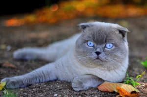 Кошка
