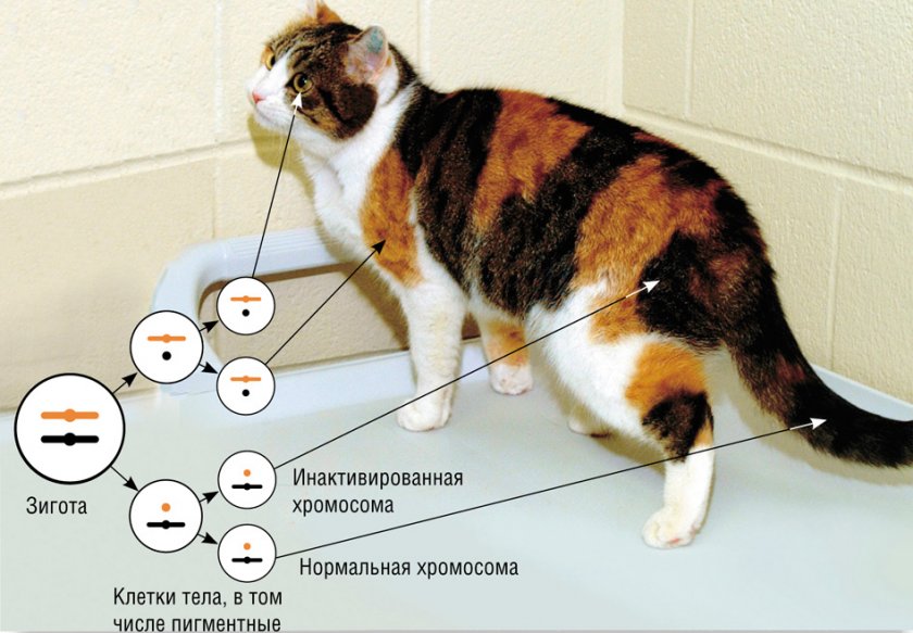 Влияние генов на окрас кошки