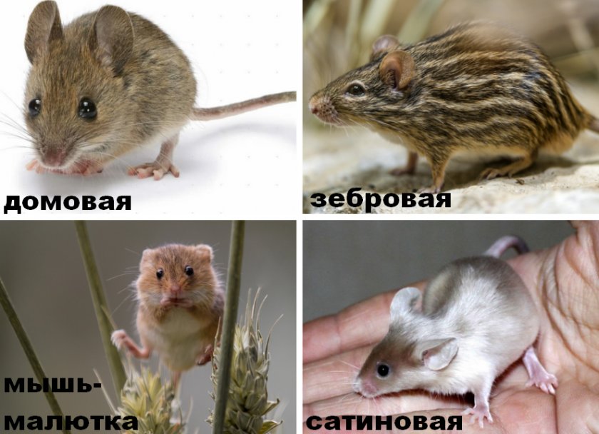 Представители мышей