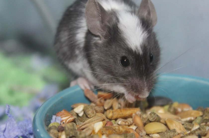 Питание для мыши