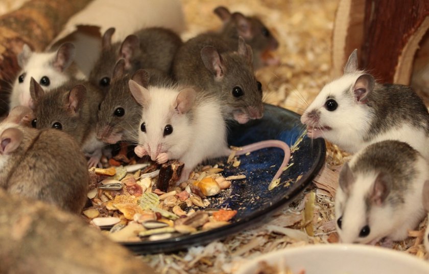 Мышки едят
