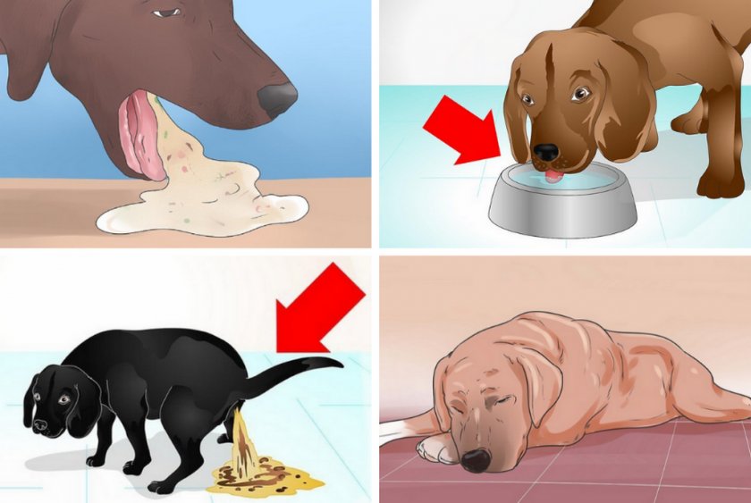 Сопутствующие симптомы у собаки