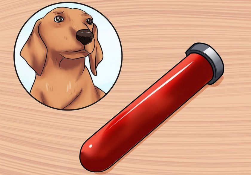 Анализ крови собаки