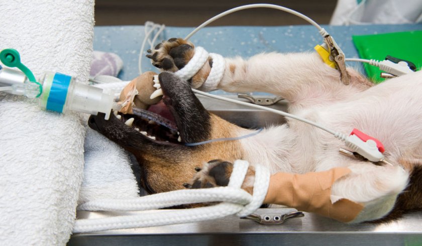 Операция по удалению опухоли собаке