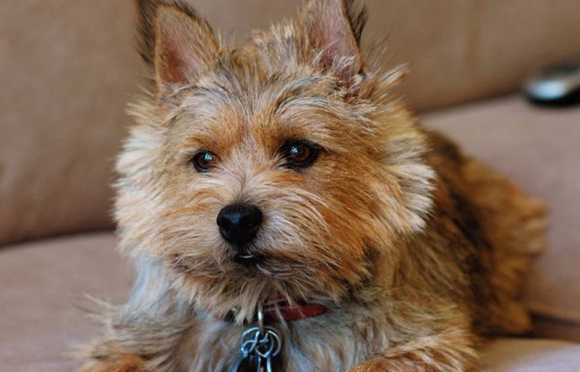 Собака норвич-терьер — умный, озорной и дружелюбный пес