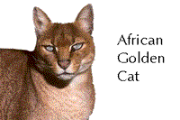 African golden cat