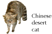 Chinese mountain cat
