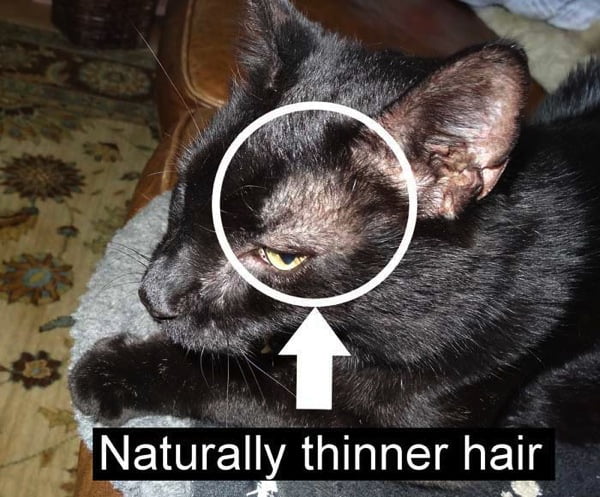 Cat Losing Hair Around The Eyes x
