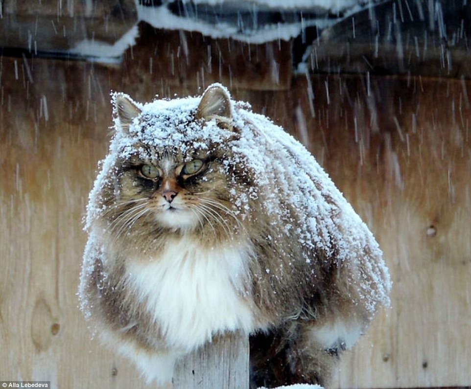 Genuine Siberian cat in Siberia. Photo by Alla Lebedeva