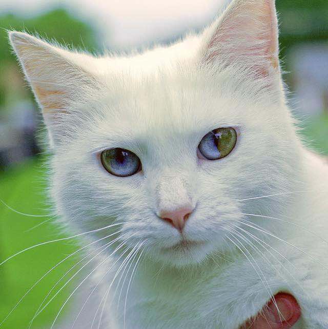 Sectoral heterochromia in domestic cats