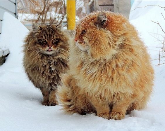 Siberian cats in their element