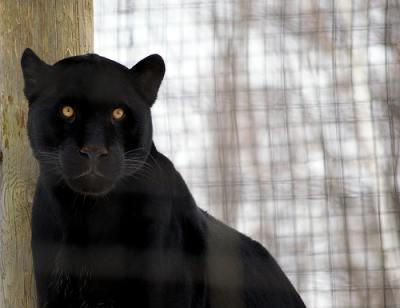black cat - Jaguar - pictures of cats