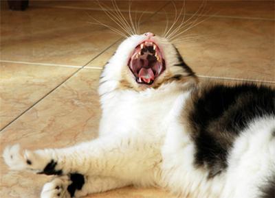 This cat with healthy gums has black pigment on the roof of the mouth - photo by Aki Jinn (see base of page for link)