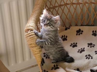 Maine Coon Kitten - photo by BerylM (Flickr) - I am in love!