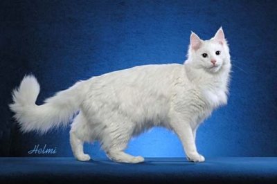 white cat Turkish Angora