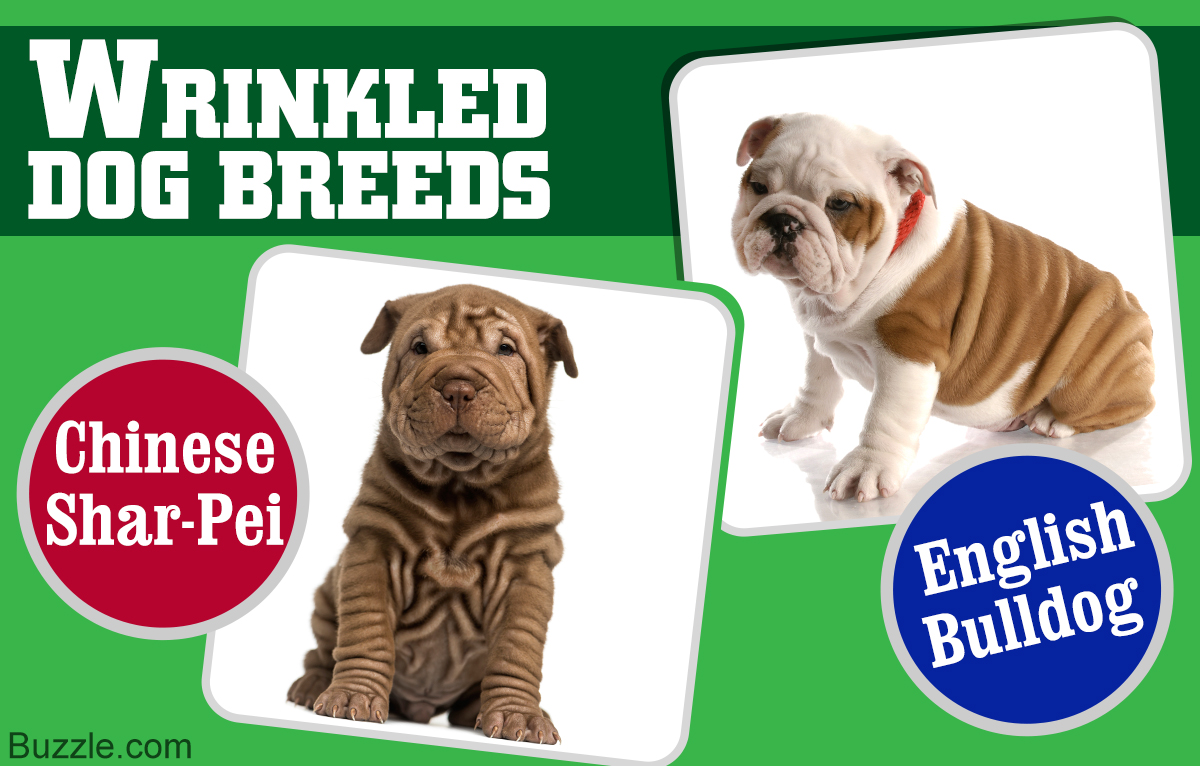 Most Wrinkled Dog Breeds