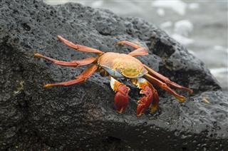 Sally Lightfoot Crab