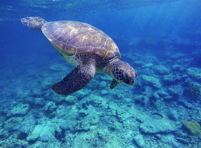 Sea Turtle In Blue Water