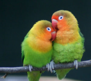 попугаи неразлучники фото