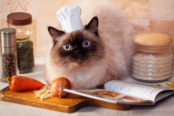 Кот-повар читает рецепт