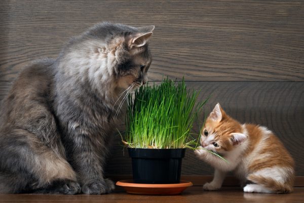 Коты едят травку для кошек