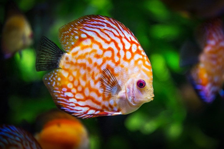 Какая память у рыбки, правда, что память рыбки 3 секунды.