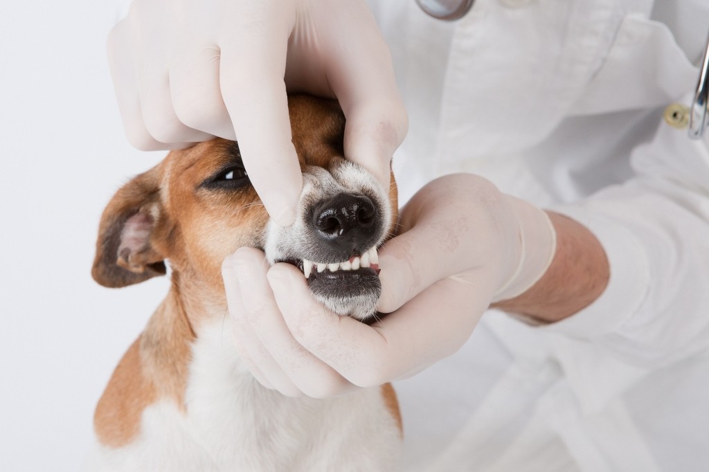 Ветеринарный врач-стоматолог