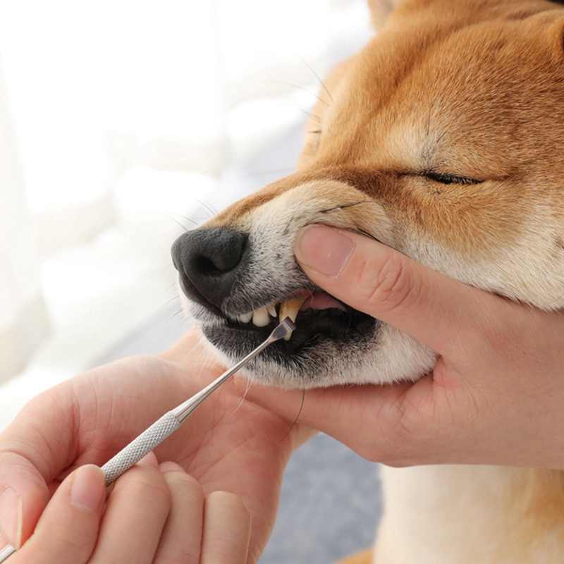 Когда можно, а когда нельзя делать чистку зубов животным?