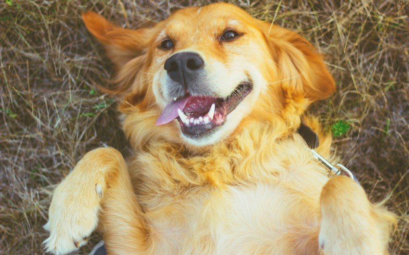 golden retriever calm dog breed