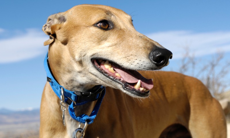 calm dog breeds greyhound