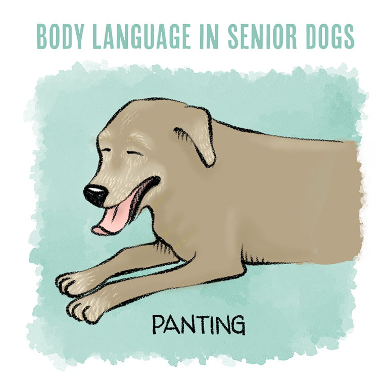 Understanding Dog Body