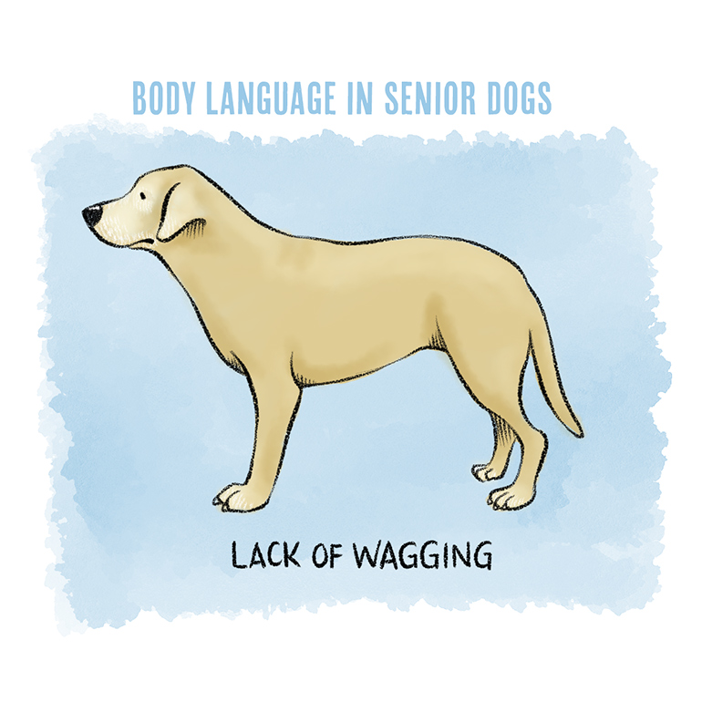 Understanding Dog Body Language