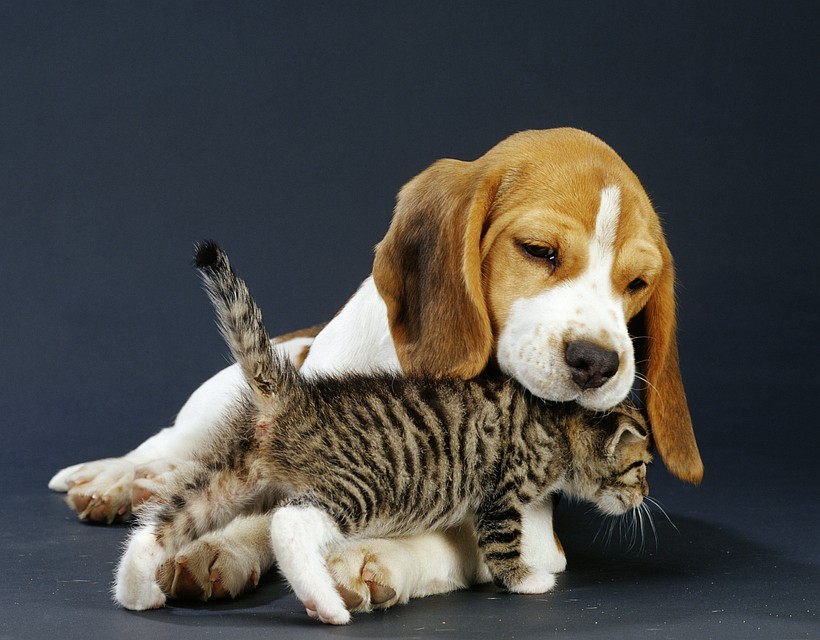 Фраза «живут как кошка с собакой» далеко не всегда справедлива. Иногда между этими животными бывает очень нежная дружба. Фото: GLOBAL LOOK PRESS