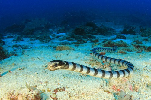 Морской змей Белчера