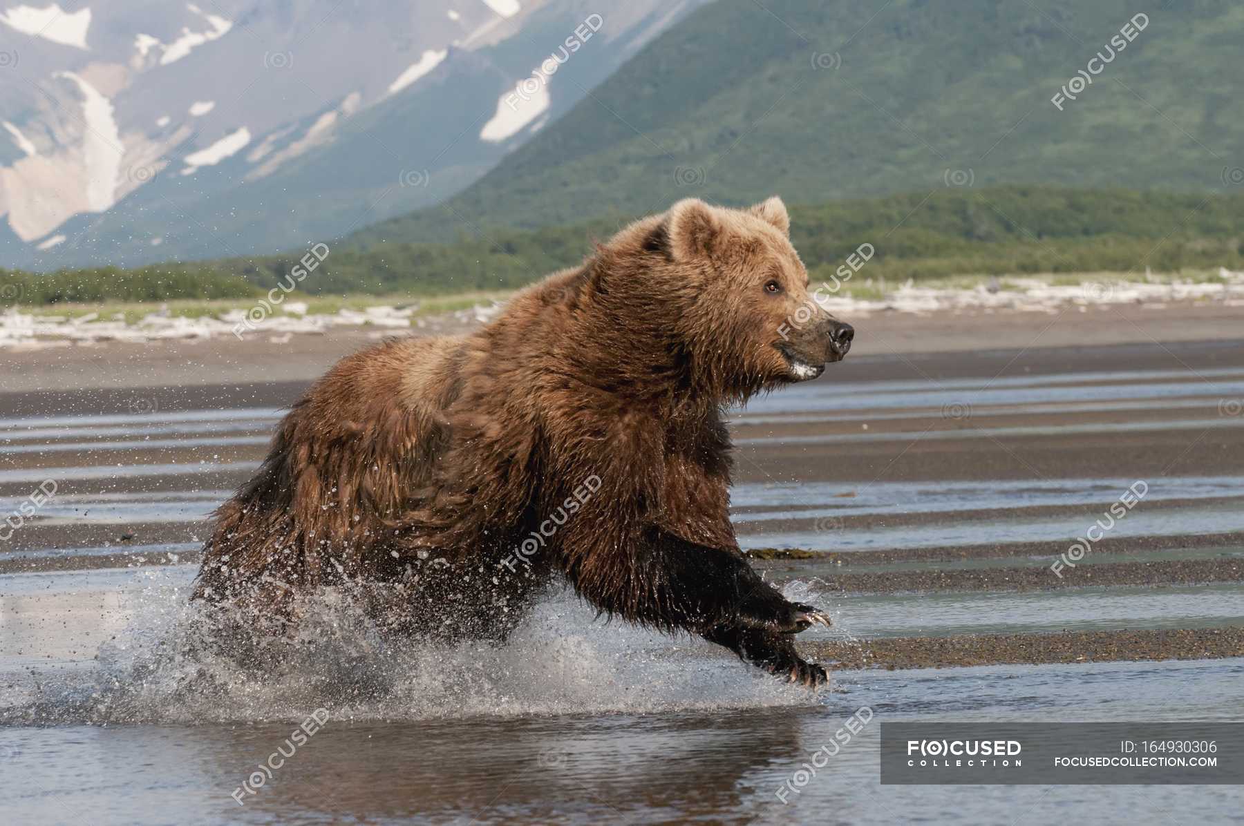 Какая максимальная скорость у медведя
