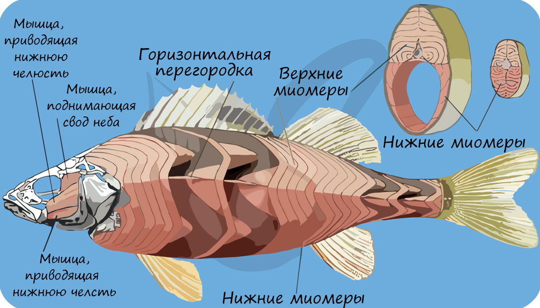 Мышцы рыбы