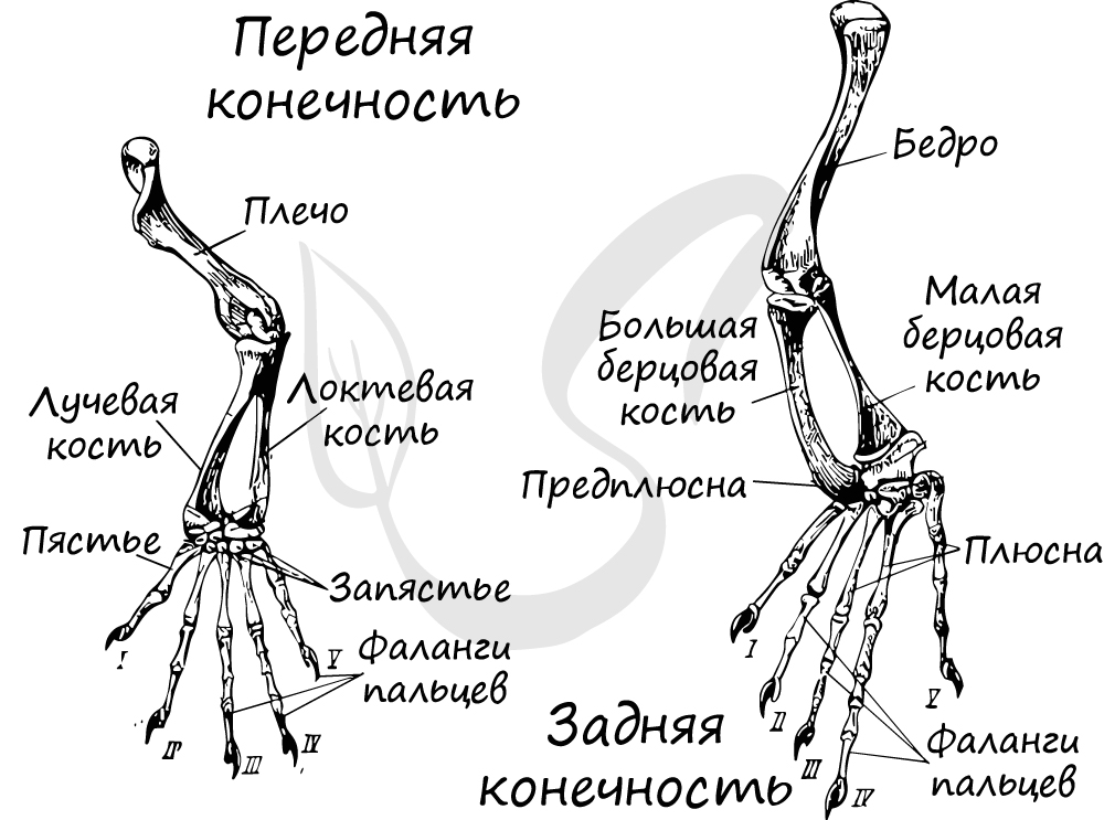 Передние и задние конечности у ящерицы