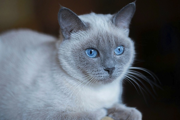 Серая сиамская кошка. Тонкинская кошка голубая норка. Тайская голубая кошка. Тайская Сиамская кошка серая. Тайский Сиам серого окраса.