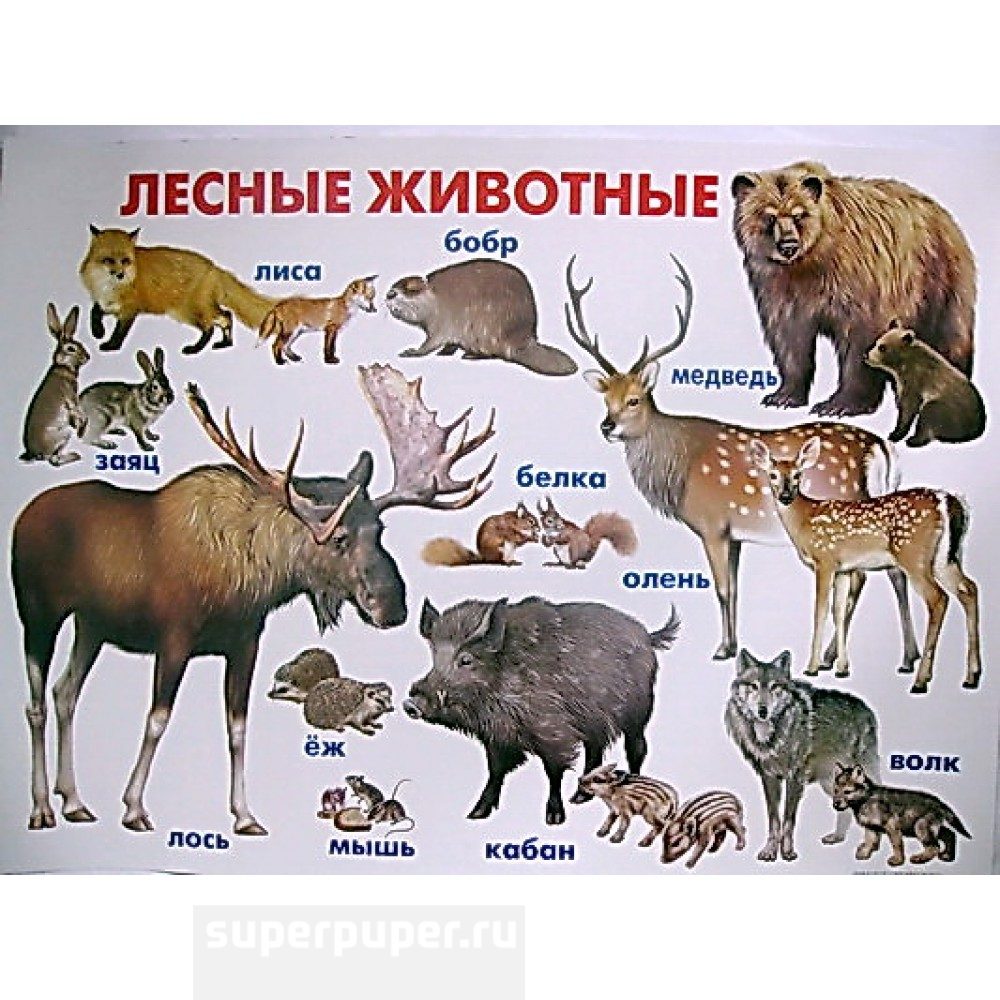 Какие звери находятся. Лесные животные плакат для детей. Животные леса России. Обитатели леса названия. Список диких животных для детей.