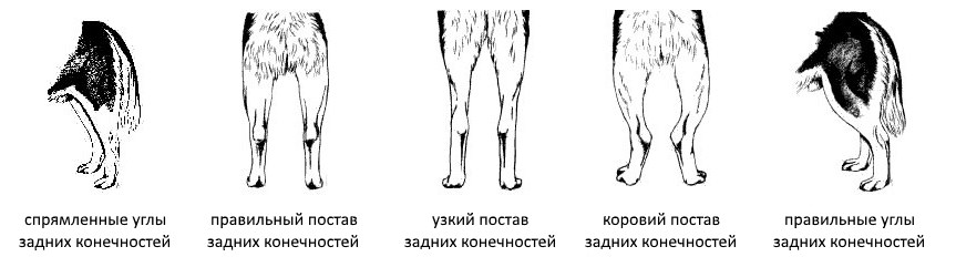 Задние лапы Сибирских хаски