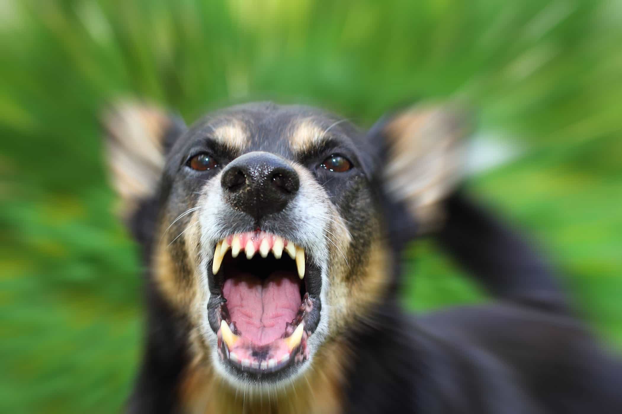 The rabies vaccination reduces the risk of their dog contracting the often fatal disease.