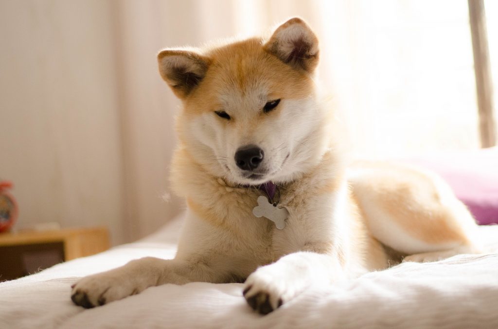 The Akita Inu is the most dangerous dog to originate from Japan.