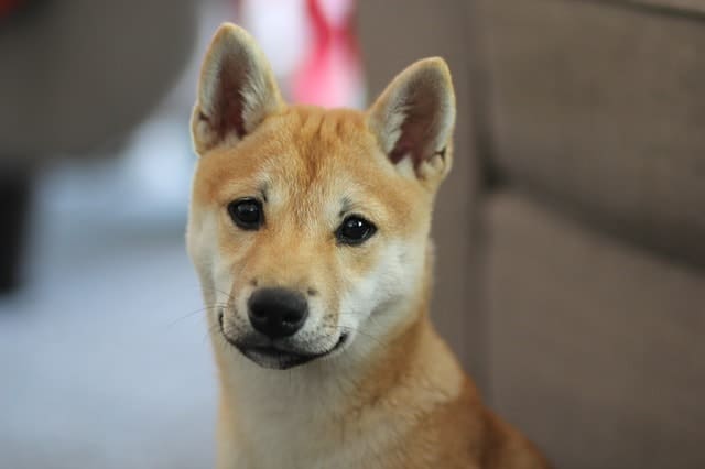 The Akita Inu is the most dangerous dog to originate from Japan.