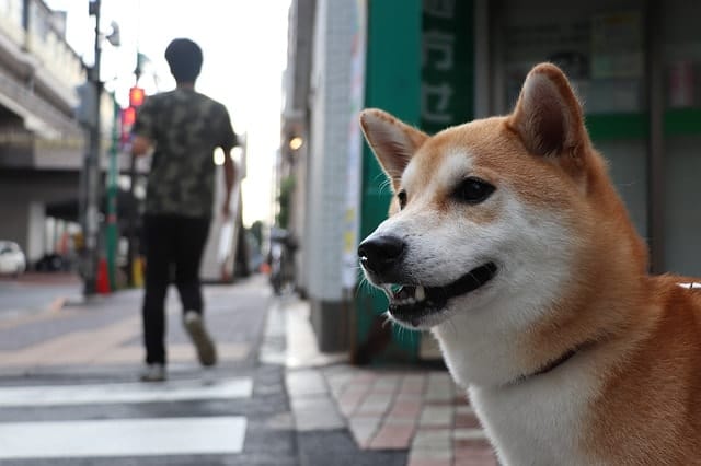 Shiba Inus rank low on dog IQ tests because they