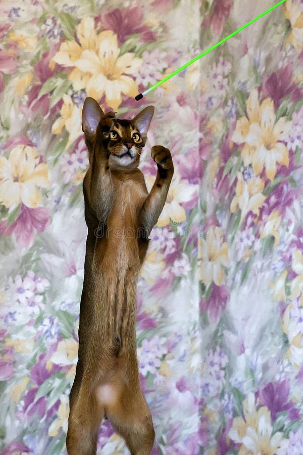 Abyssinian cat stands on its hind legs royalty free stock photography