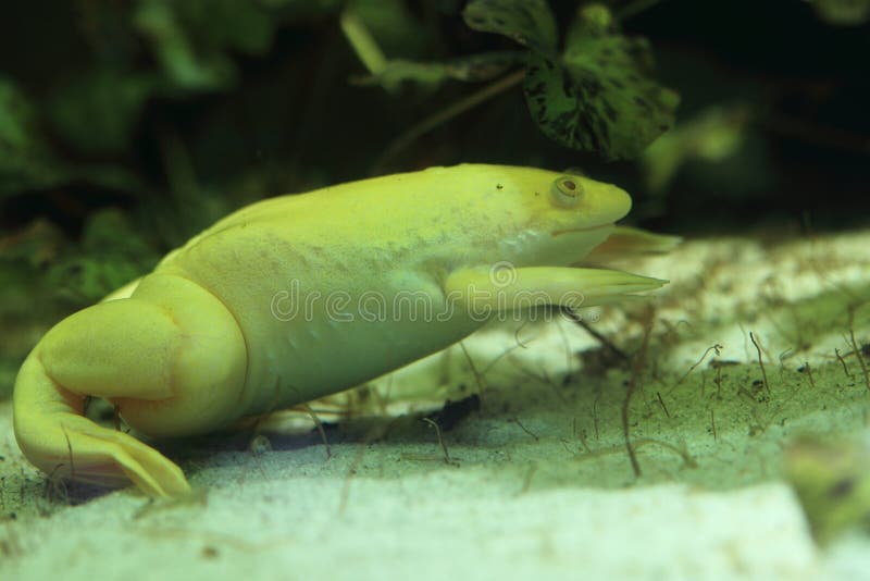 African clawed frog. The african clawed frog in water stock image