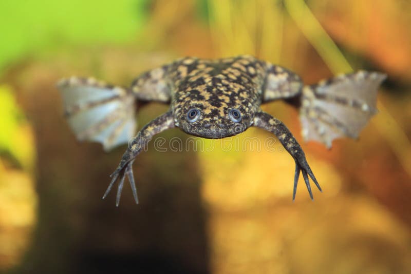 African clawed frog stock images